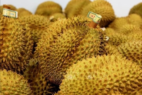 Nông sản Việt Nam trước áp lực kiểm soát chặt chẽ từ EU: Khó cho sầu riêng