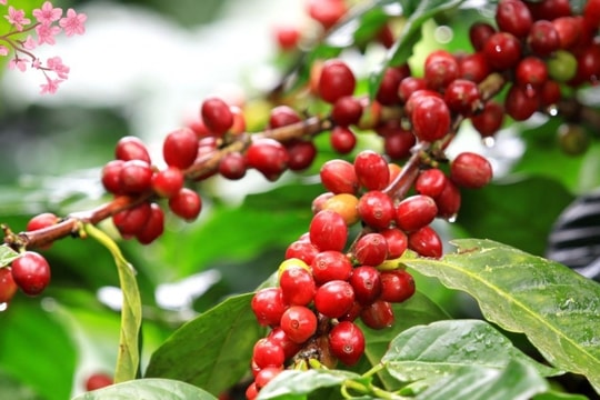 Dự báo giá cà phê ngày 24/12/2024: Giá nội địa đảo chiều tăng hay tiếp tục giảm?