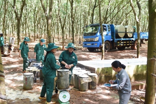 "Anh cả" cao su Việt Nam ước lãi hơn 3.700 tỷ đồng trong năm 2024