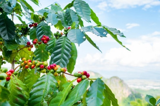 Giá cà phê hôm nay 24/12: Tiếp tục giảm, thị trường được dự báo khan hiếm kéo dài