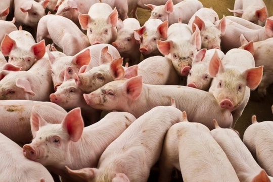 Giá heo hơi hôm nay 24/12: Tiến sát mốc 70.000 đồng/kg, nhiều địa phương tiếp tục tăng mạnh