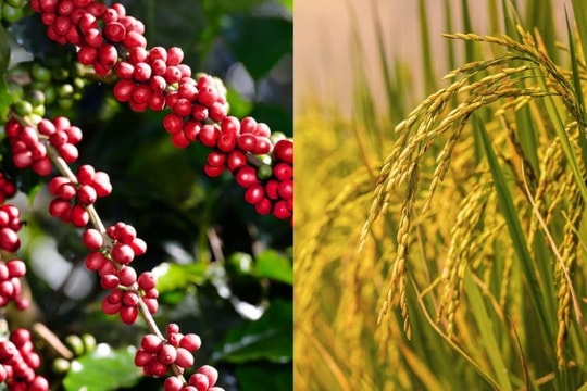 Bản tin nông sản hôm nay 24/12/2024: Giá cà phê hồi phục, giá lúa xu hướng tăng