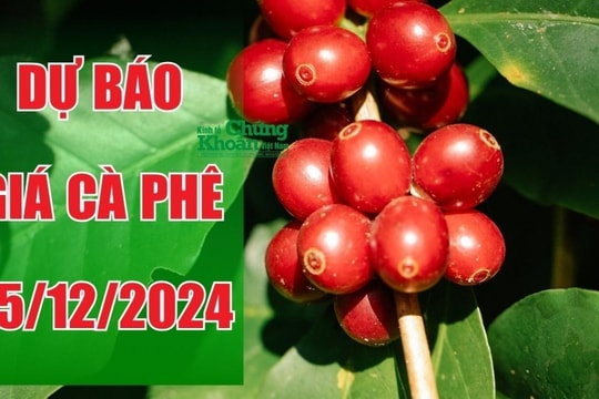 Dự báo giá cà phê ngày 25/12/2024: Nội địa giảm sâu, giá ngày mai liệu có hồi phục?