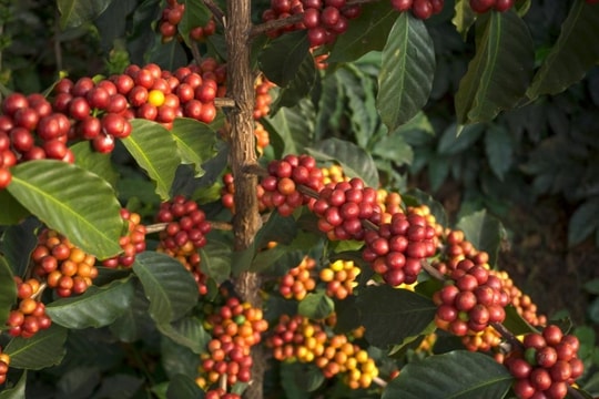 Giá cà phê hôm nay 25/12/2024: Tăng nhẹ, thị trường nội địa và quốc tế đồng thuận khởi sắc