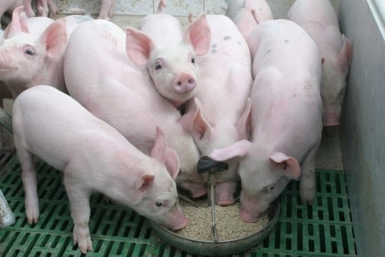 Giá heo hơi hôm nay 25/12/2024: Miền Nam dẫn đầu xu hướng tăng nhẹ