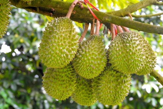 Giá sầu riêng hôm nay 25/12/2024: Ổn định trên 100.000 đồng/kg, xuất khẩu EU chịu giám sát chặt chẽ