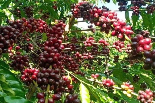 Cà phê và hạt điều lập kỷ lục xuất khẩu: Lần đầu vượt mốc 5 tỷ USD và 4 tỷ USD