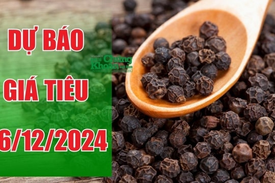 Dự báo giá tiêu ngày 26/12/2024: Quốc tế tăng mạnh, giá nội địa ra sao?