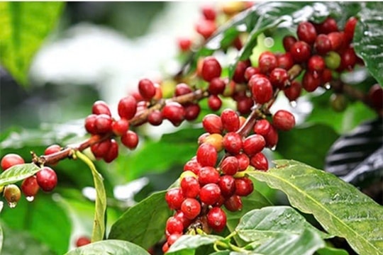 Giá cà phê hôm nay 26/12/2024: Arabica tăng kỷ lục, Tây Nguyên ổn định