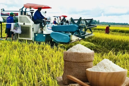 Giá lúa gạo hôm nay 26/12/2024: Gạo nội địa giảm nhẹ, gạo xuất khẩu giữ vững ổn định