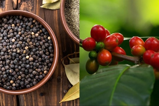 Bản tin nông sản hôm nay 26/12: Giá hồ tiêu tăng mạnh, cà phê Đắk Nông neo cao nhất thị trường