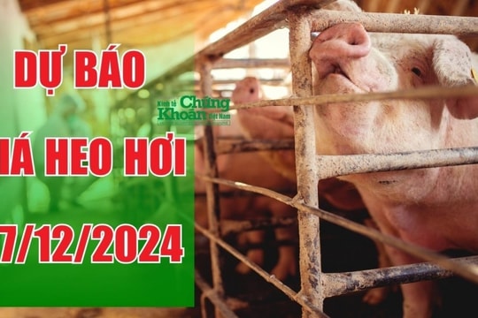 Dự báo giá heo hơi ngày 27/12/2024: Khả năng tăng cao dịp cận Tết Nguyên đán?