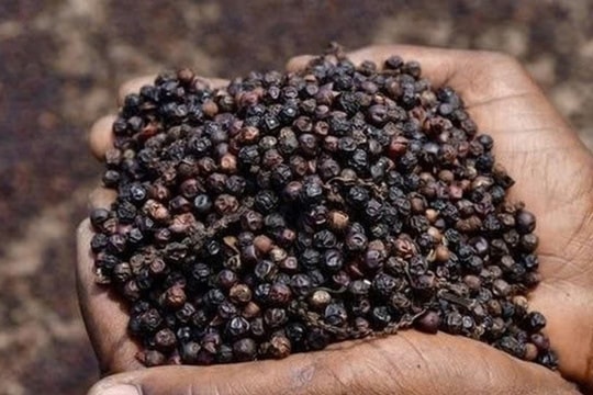 Giá tiêu hôm nay 27/12/2024: Tăng mạnh tại thị trường trong nước, triển vọng tích cực đầu năm 2025