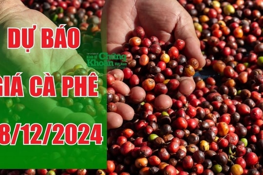 Dự báo giá cà phê ngày 28/12/2024: Thị trường nội địa sẽ giữ đà tăng?
