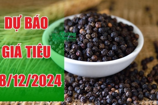 Dự báo giá tiêu ngày 28/12/2024: Kỳ vọng mức cao kỷ lục mới?