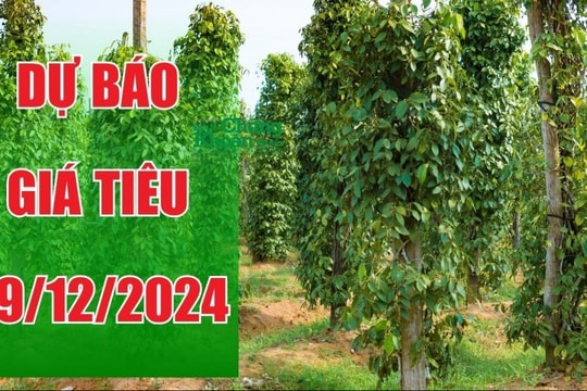 Dự báo giá tiêu ngày 29/12/2024: Tăng trưởng ấn tượng, khả năng tăng cao?