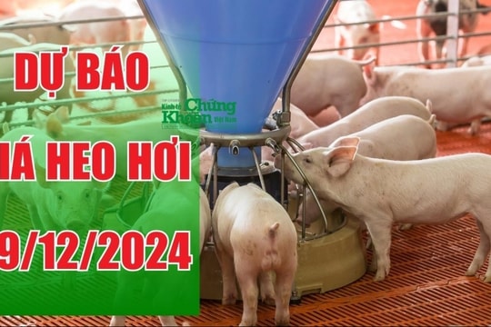 Dự báo giá heo hơi ngày 29/12/2024: Đà giảm tiếp diễn tại một số khu vực, miền Bắc vẫn dẫn đầu