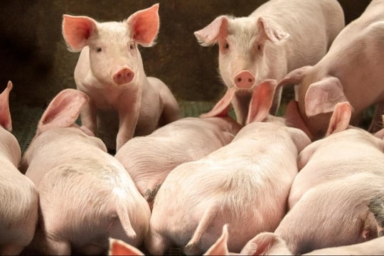 Giá heo hơi hôm nay 29/12: Dần hạ nhiệt, miền Bắc giảm nhẹ cuối tuần