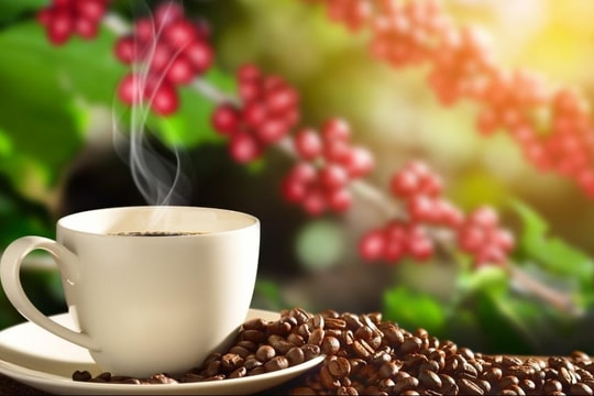 Dự báo giá cà phê ngày 30/12/2024: Liệu thị trường nội địa có đi lên?