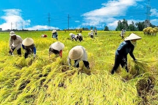 Giá lúa gạo hôm nay 30/12: Tiếp tục giảm, áp lực cạnh tranh từ thị trường quốc tế