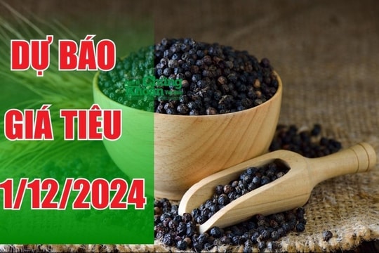 Dự báo giá tiêu ngày 31/12/2024: Xu hướng ổn định, sẵn sàng cho bước đà mới năm 2025