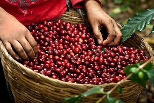 Giá cà phê hôm nay 31/12/2024: Tăng nhẹ, thời tiết tiếp tục ảnh hưởng lớn