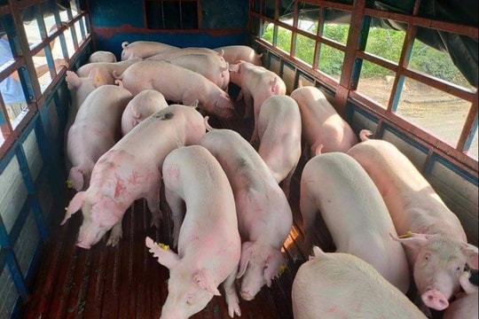 Giá heo hơi hôm nay 31/12: Bất ngờ chững lại trên toàn quốc