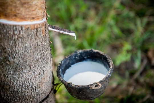 Giá cao su hôm nay 31/12: Đồng yên yếu hỗ trợ giá, sản xuất Trung Quốc duy trì triển vọng tích cực