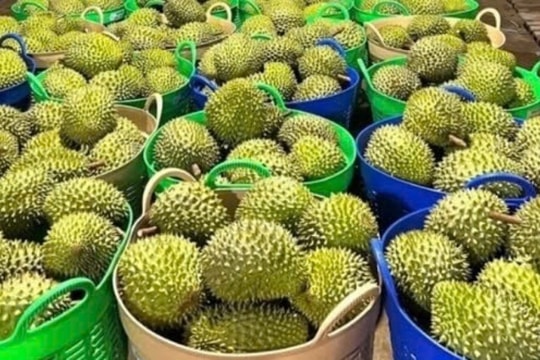 Giá sầu riêng hôm nay 31/12: Monthong vượt mốc kỷ lục, nguồn cung đang rất khan hiếm