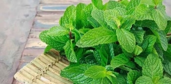 Thức uống "thần kỳ" giúp cải thiện tiêu hóa, giảm đau đầu và hỗ trợ giấc ngủ cực hiệu quả