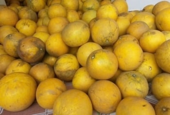 Bí kíp giữ bưởi Diễn "tươi không cần tưới" suốt cả mùa Tết