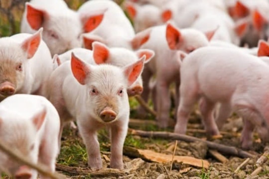 Giá heo hơi hôm nay 3/1/2025: Miền Bắc đi ngang, miền Nam giữ vững 69.000 đồng/kg