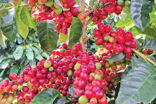 Giá cà phê hôm nay 3/1/2025: Tăng nhẹ ở Đắk Lắk, triển vọng tiếp tục khả quan