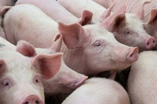 Dự báo giá heo hơi 4/1/2025: Ổn định hay tăng vọt đón Tết?