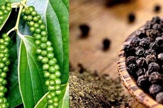 Dự báo giá tiêu ngày 4/1/2025: Liệu thị trường có bứt phá nhờ động lực mới?