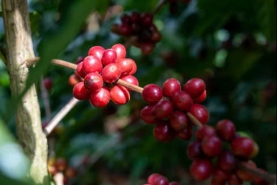 Giá cà phê hôm nay 4/1/2025: Giá trong nước tăng vọt, thế giới quay đầu giảm sâu