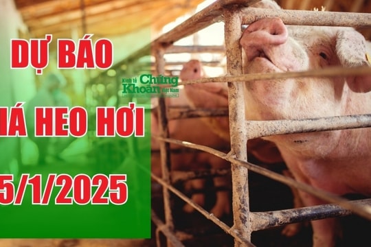 Dự báo giá heo hơi ngày 5/1/2025: Thị trường ổn định trước cao điểm Tết?