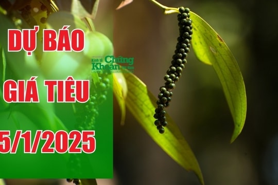 Dự báo giá tiêu ngày 5/1/2025: Tiếp tục lập đỉnh mới?