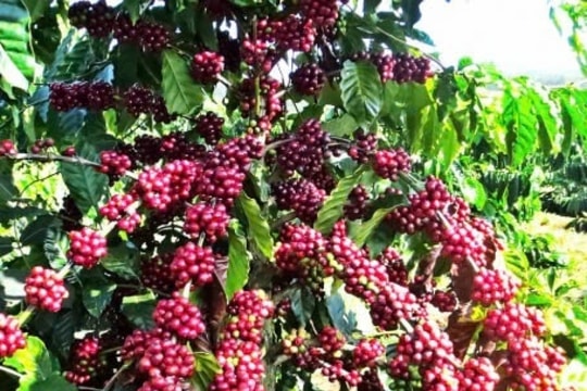 Giá cà phê hôm nay 5/1/2025: Đồng loạt giảm mạnh, Đắk Nông vẫn dẫn đầu cả nước