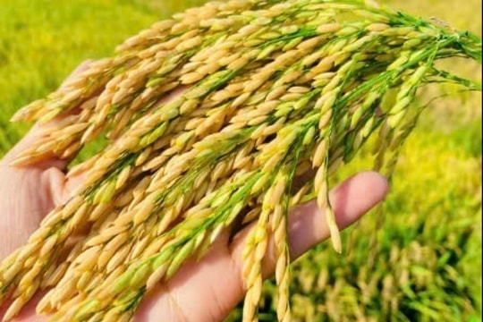 Giá lúa gạo hôm nay 5/1/2025: Xu hướng giảm mạnh, giao dịch chậm