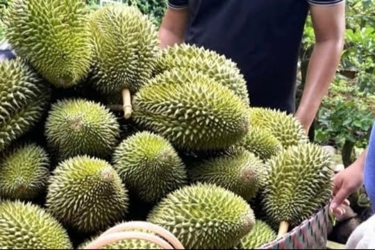 Giá sầu riêng hôm nay 5/1/2025: Biến động giá thu mua tại các kho