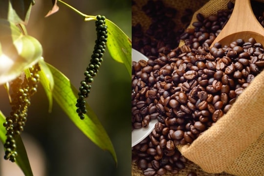 Bản tin nông sản hôm nay 5/1/2025: Giá hồ tiêu tăng cao, giá cà phê không kém cạnh