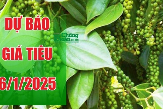 Dự báo giá tiêu ngày 6/1/2025: Sẽ chạm mốc 150.000 đồng/kg?