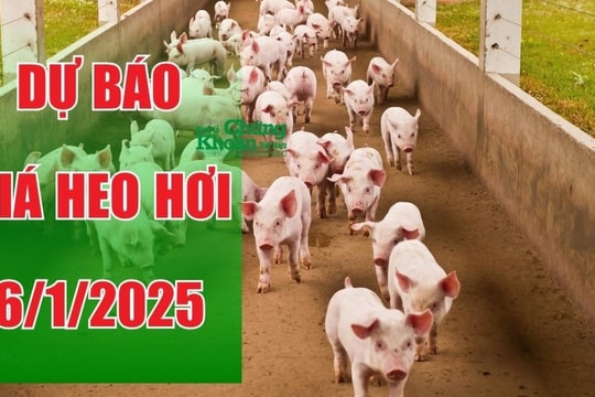 Dự báo giá heo hơi ngày 6/1/2025: Đà tăng tiếp tục lan rộng dịp cận Tết