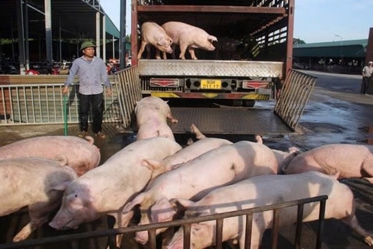 Giá heo hơi hôm nay 6/1/2025: Tăng nhẹ trên cả nước, giá cao nhất đạt 69.000 đồng/kg