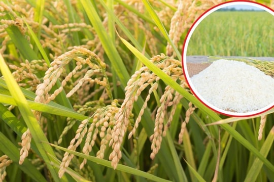 Giá lúa gạo hôm nay 6/1/2025: Giá gạo Việt Nam tiếp tục giảm mạnh, nông dân lo lắng