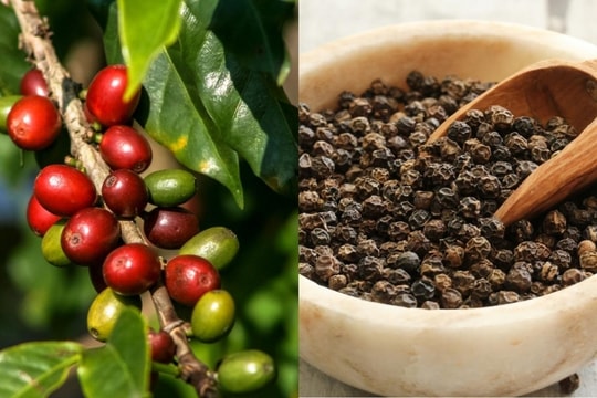 Bản tin nông sản hôm nay 6/1/2025: Giá cà phê, hồ tiêu neo cao, nông dân chờ tín hiệu mới