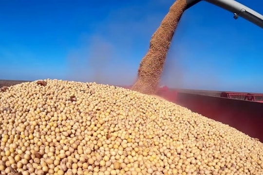 Giá đậu nành đang chịu áp lực lớn bởi căng thẳng thương mại Mỹ - Trung Quốc