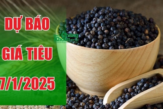 Dự báo giá tiêu ngày 7/1/2025: Sẽ chạm ngưỡng kỷ lục?