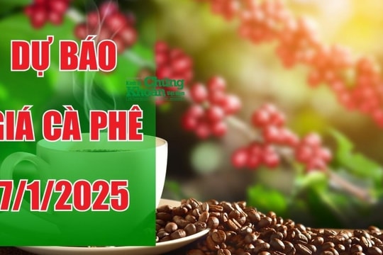 Dự báo giá cà phê ngày 7/1/2025: Giá nội địa sẽ còn giảm?